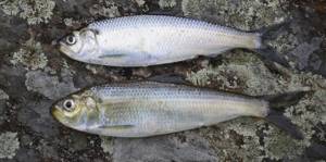 Atlantic and Pacific herring