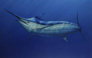 Atlantic blue marlin