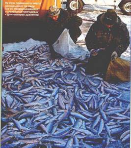 Байкальская рыбалка по ледоставу. Байкальский омуль.