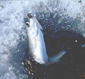 Байкальская рыбалка по ледоставу. Байкальский омуль.