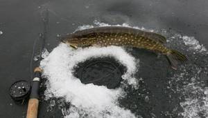 Balancers for pike in the first ice