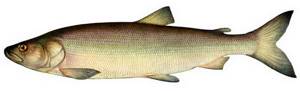 White fish, or nelma