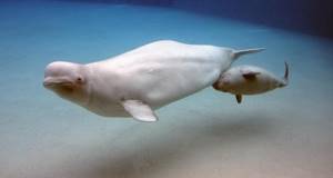 Beluga - mammal: description, habitat, reproduction