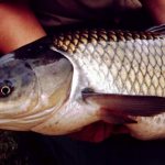 Grass carp in arms