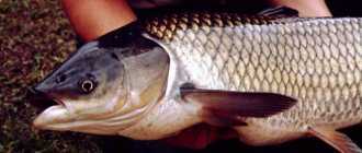 Grass carp in arms