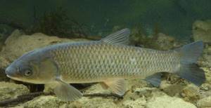 Grass carp belongs to the family of freshwater carp fish