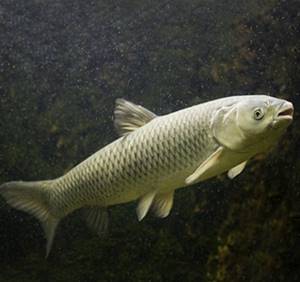 Grass carp is a fish with high nutritional value