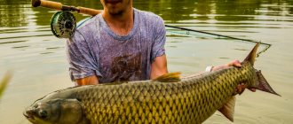 Grass carp in the hands of a fisherman wearing glasses