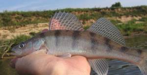Bersh: differences from pike perch and fishing features
