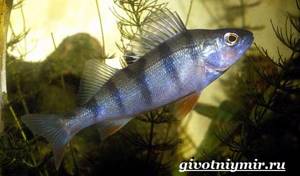 Bersh-fish-lifestyle-and-habitat-of-bersh-fish-1