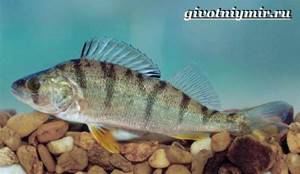 Bersh-fish-Lifestyle-and-habitat-of-bersh-fish-3