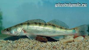Bersh-fish-Lifestyle-and-habitat-of-bersh-fish-5