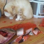 chinook salmon and cat-dog