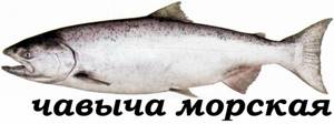 Chinook salmon – Fish products and seafood