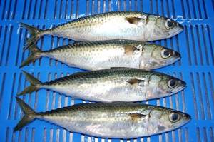 Why is mackerel valuable?