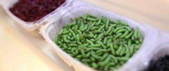 What to feed maggots at home