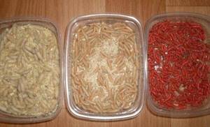 What to feed maggots at home