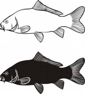 What is the difference between grass carp and black carp?