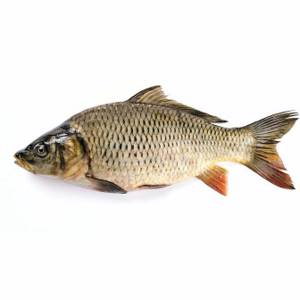 What is the difference between carp and carp
