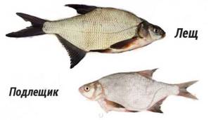 What is the difference between bream and white bream or silver bream?