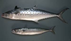 How is it different from mackerel?