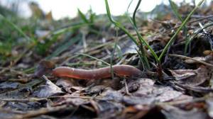 what do earthworms eat at home?