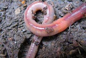 what do earthworms eat