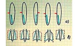 Drawing of patterns of petals of balancers with wings photo