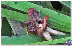 worm and maggot