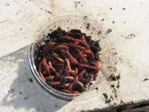 worms for catching pike perch