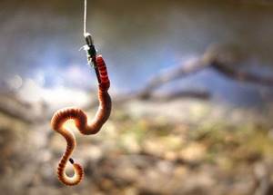 Worms for fishing