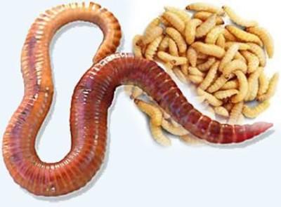 Worms and maggots