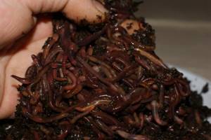 California red worms.jpg
