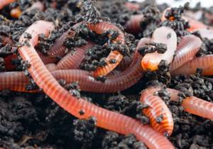 Worms in the ground