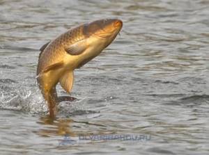 What to do if the carp doesn&#39;t bite