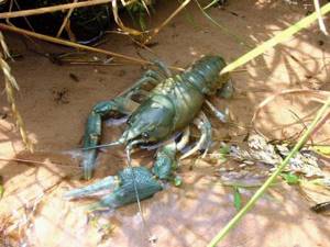 what do crayfish eat