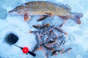 What bites when fishing in winter