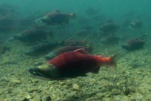 Far Eastern salmon during spawning
