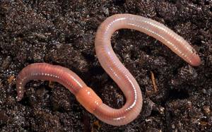 Earthworm photo