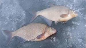 Two bream