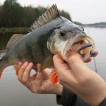 Jig for perch in autumn