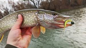 Jig for pike in April