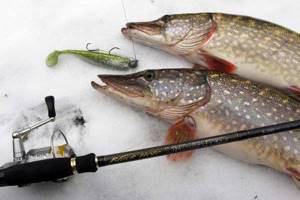 Jig fishing with spinning rod