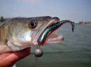 jig baits for pike perch
