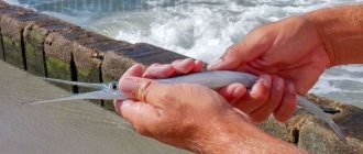 Effective ways to catch Black Sea garfish