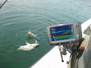 Echo sounder and fish