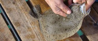 Do flounder have scales?