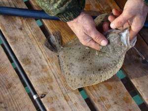 Do flounder have scales?