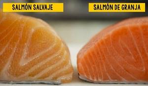 Farmed and wild salmon: are there any differences?