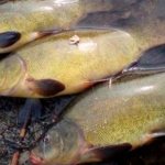 Feeder fishing for tench